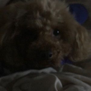 Meet your Posher, Pam